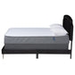 Oxley Queen Size Panel Bed in Glam Black Velvet with Gold Accents